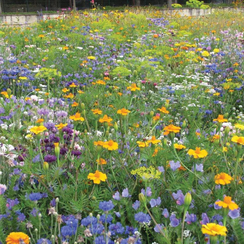 a field of colourful wildflowers