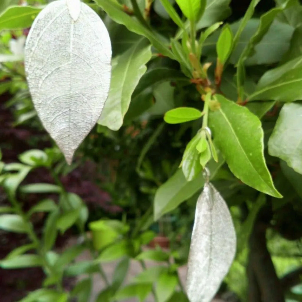 Ancient Wisdom Real Leaf Drop Earrings - Bravery Leaf - Gold Silver or Multi Coloured Clothing & Accessories > Jewellery & Watches > Earrings > Womens Earrings > Drop Earrings > Real Leaf Drop Earrings emmy-jane-boutique.myshopify.com