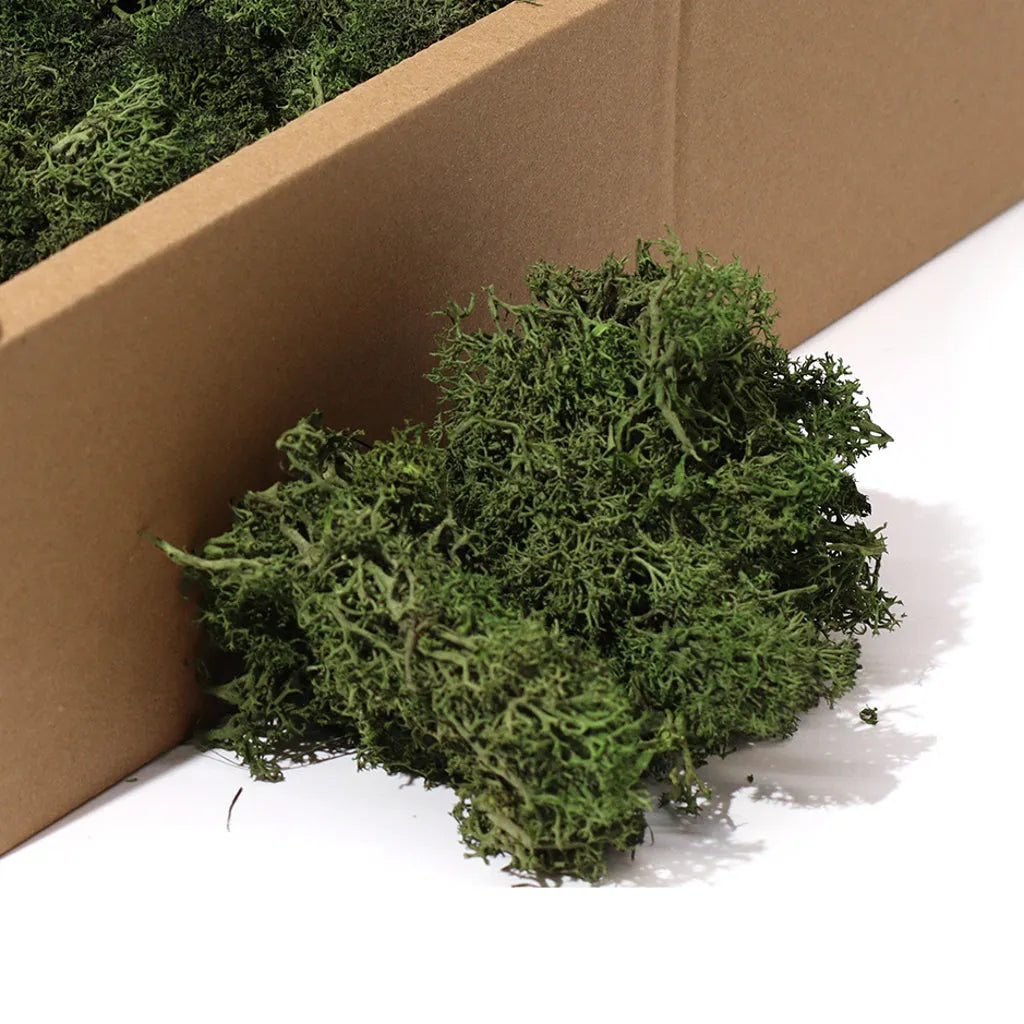 Ancient Wisdom Decorative Moss - Natural Colours - Reindeer Moss Home & Garden > Decor > Vase Fillers & Table Scatters > Decorative Moss Natural Colours > Moss for TerrariumsReindeer Moss emmy-jane-boutique.myshopify.com