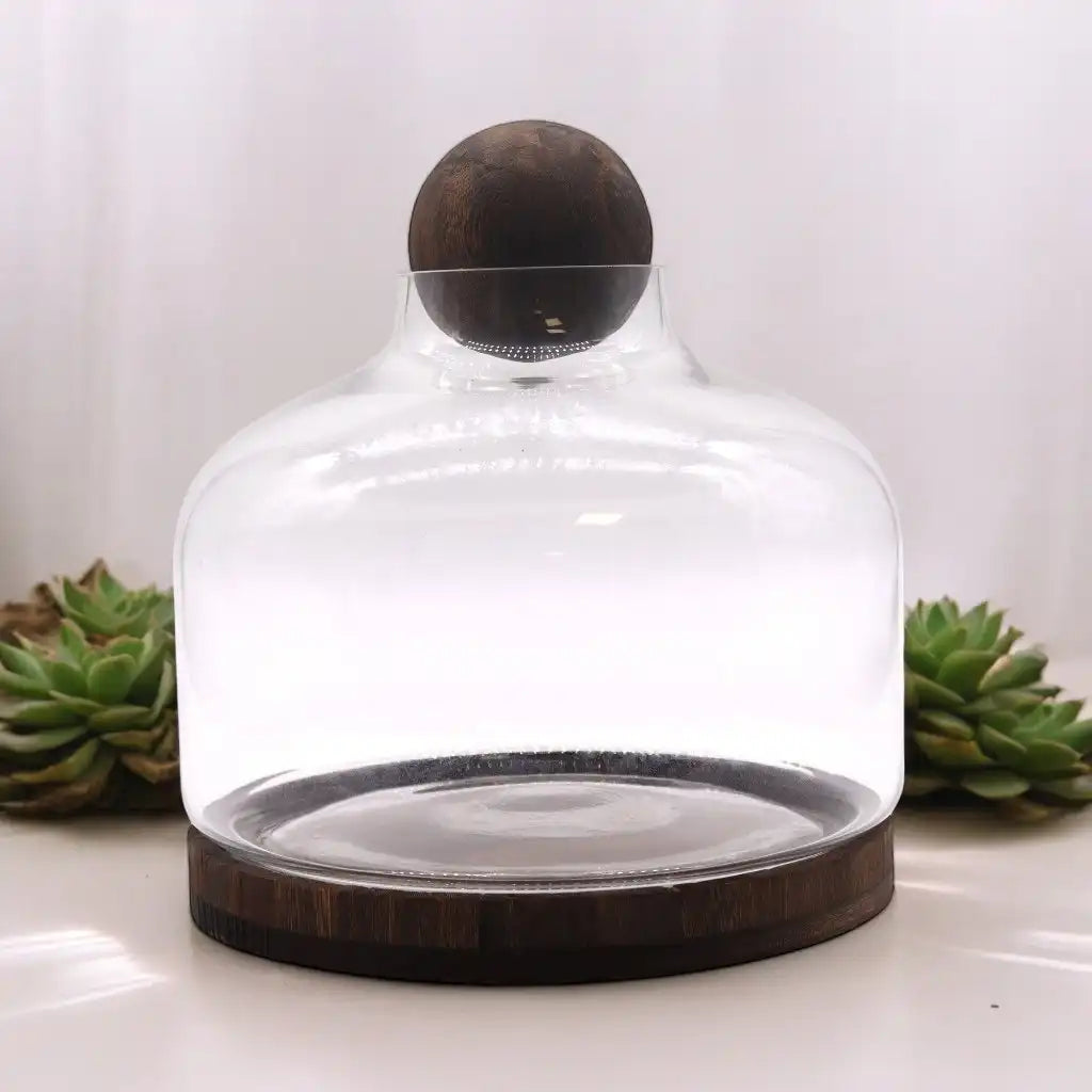 Ancient Wisdom Glass Terrariums on Dark Tung Wood Ball Top Home & Garden > Decor > Vases > Glass Vases > Glass Terrariums on Dark Tung Wood Ball Top emmy-jane-boutique.myshopify.com