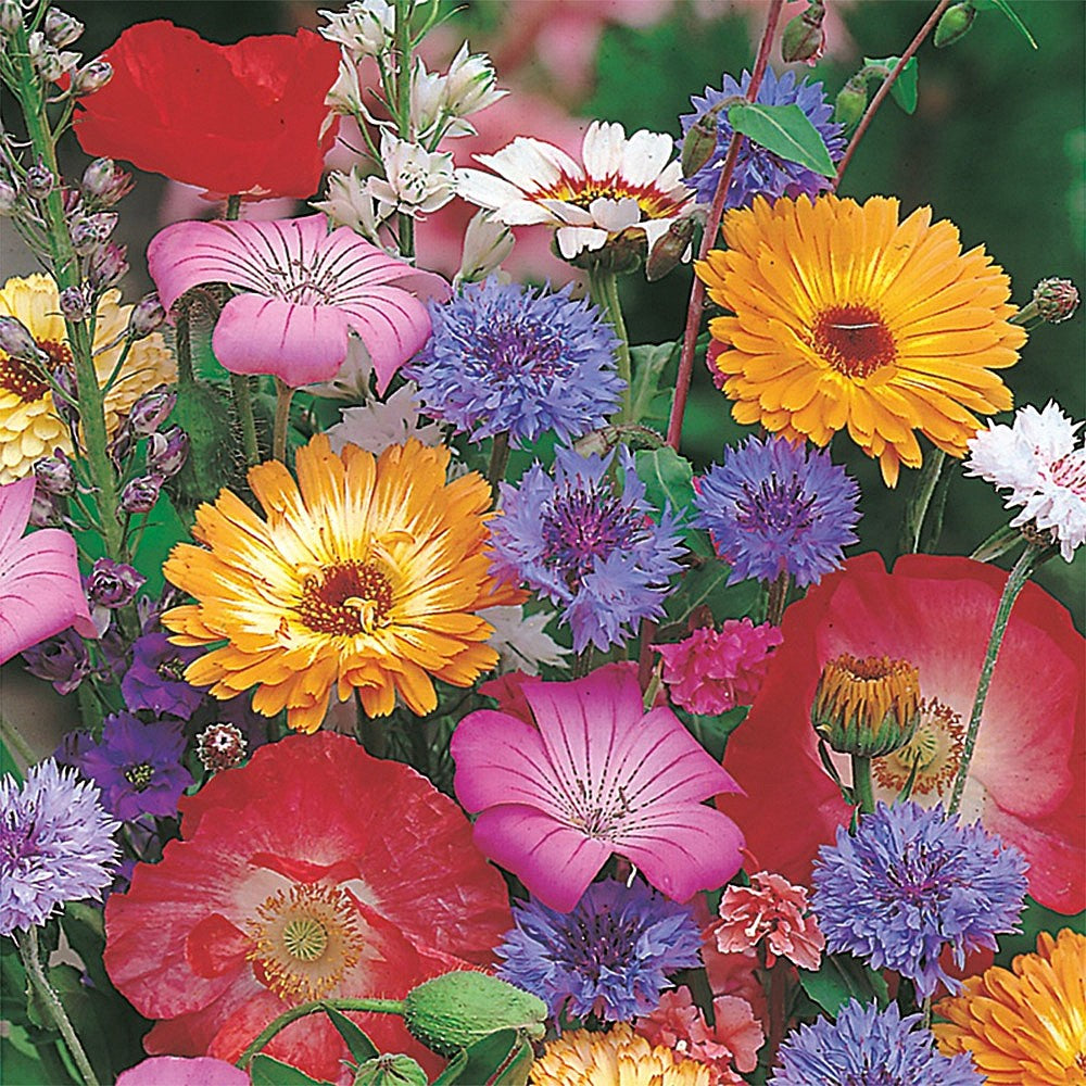 Colourful cottage garden flowers