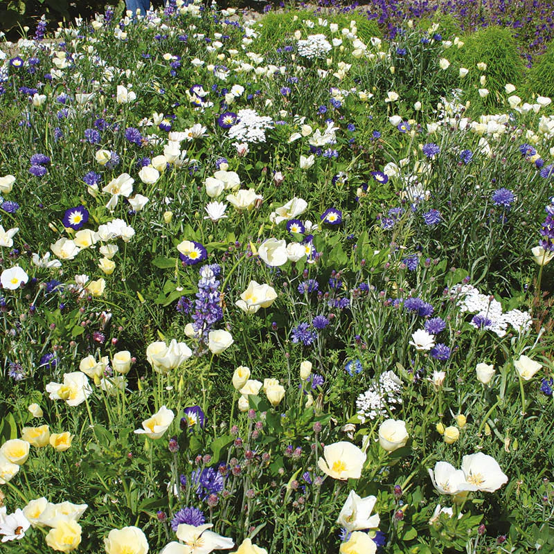 Wildflower Seed Mix Blue and White Flowers for Wildlife