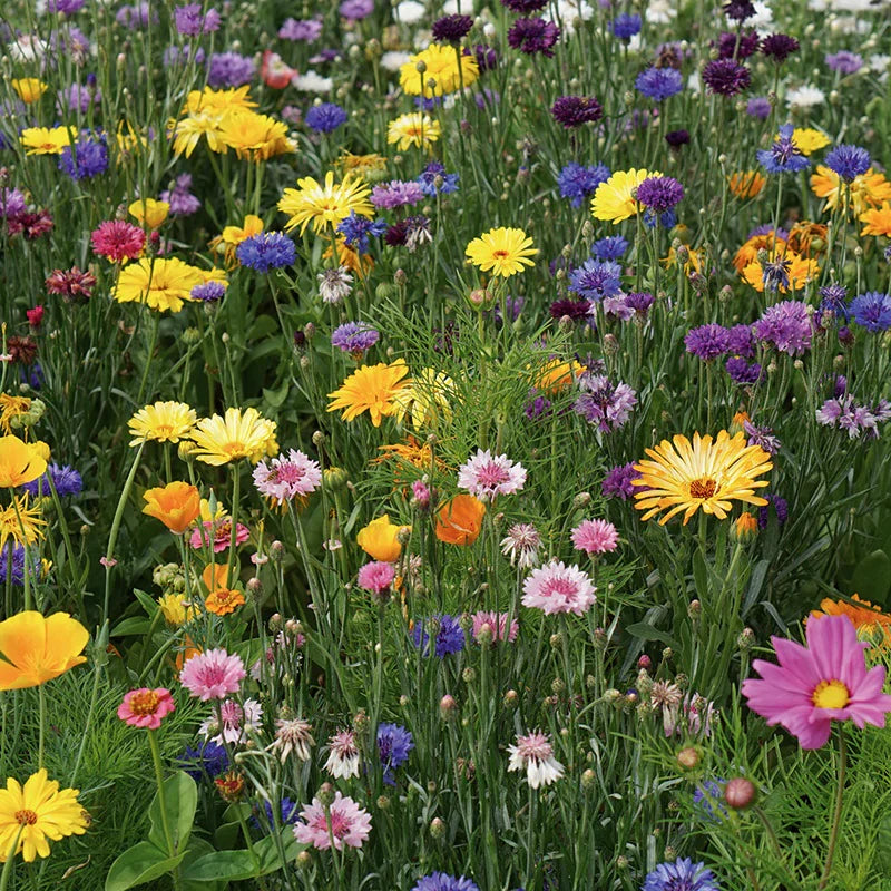 Flower Seeds for Wildlife Create a Colorful Garden
