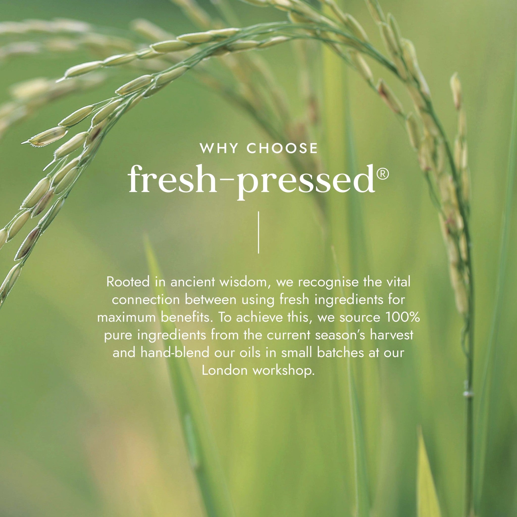 Rice plants with text about fresh-pressed products on a green background