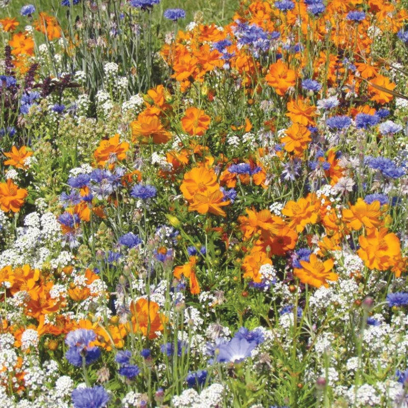 Pollinator Seeds Mix for Easy Summer Garden Flowers