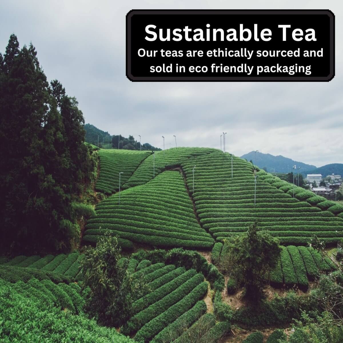 The Finest Tea Collection-13