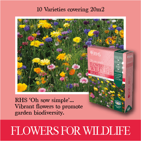 Wildlife Flower Seed Mix for Easy Summer Garden Blooms