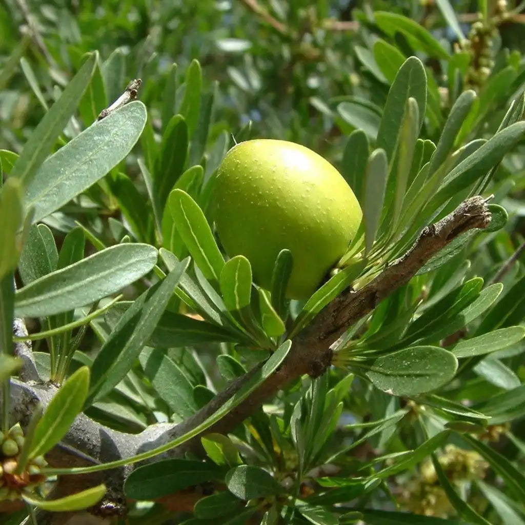 Douvall’s Douvall’s - Luxury Argan Skincare Gift Set - Organic Argan Cleanser & Moisturiser 2592 - Health & Beauty > Personal Care > Cosmetics > Skin Care > Gift Sets emmy-jane-boutique.myshopify.com