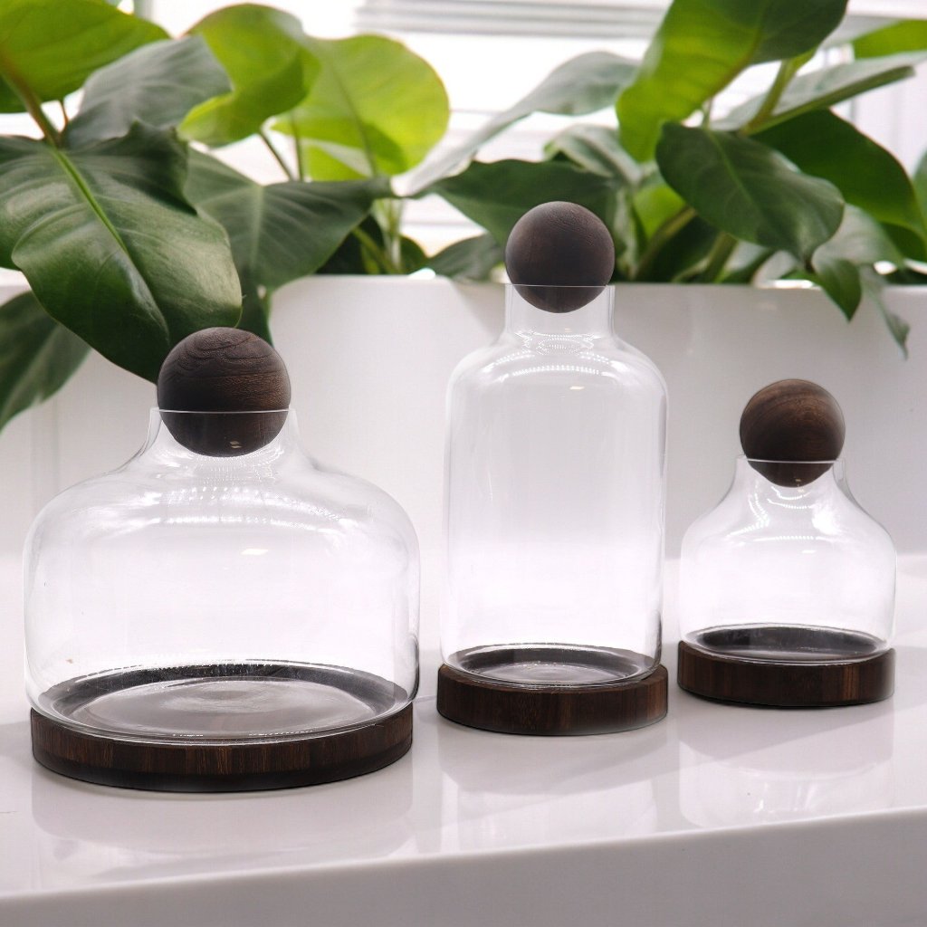 Glass Terrariums on Dark Tung Wood Ball Top