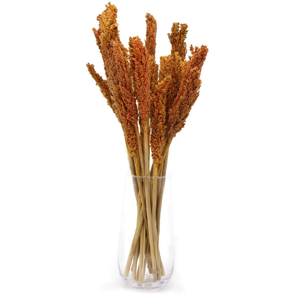 Emmy Jane Boutique Cantal Sustainable Dried Grass Bunches - 4 Colours - Pack of 6 Bunches