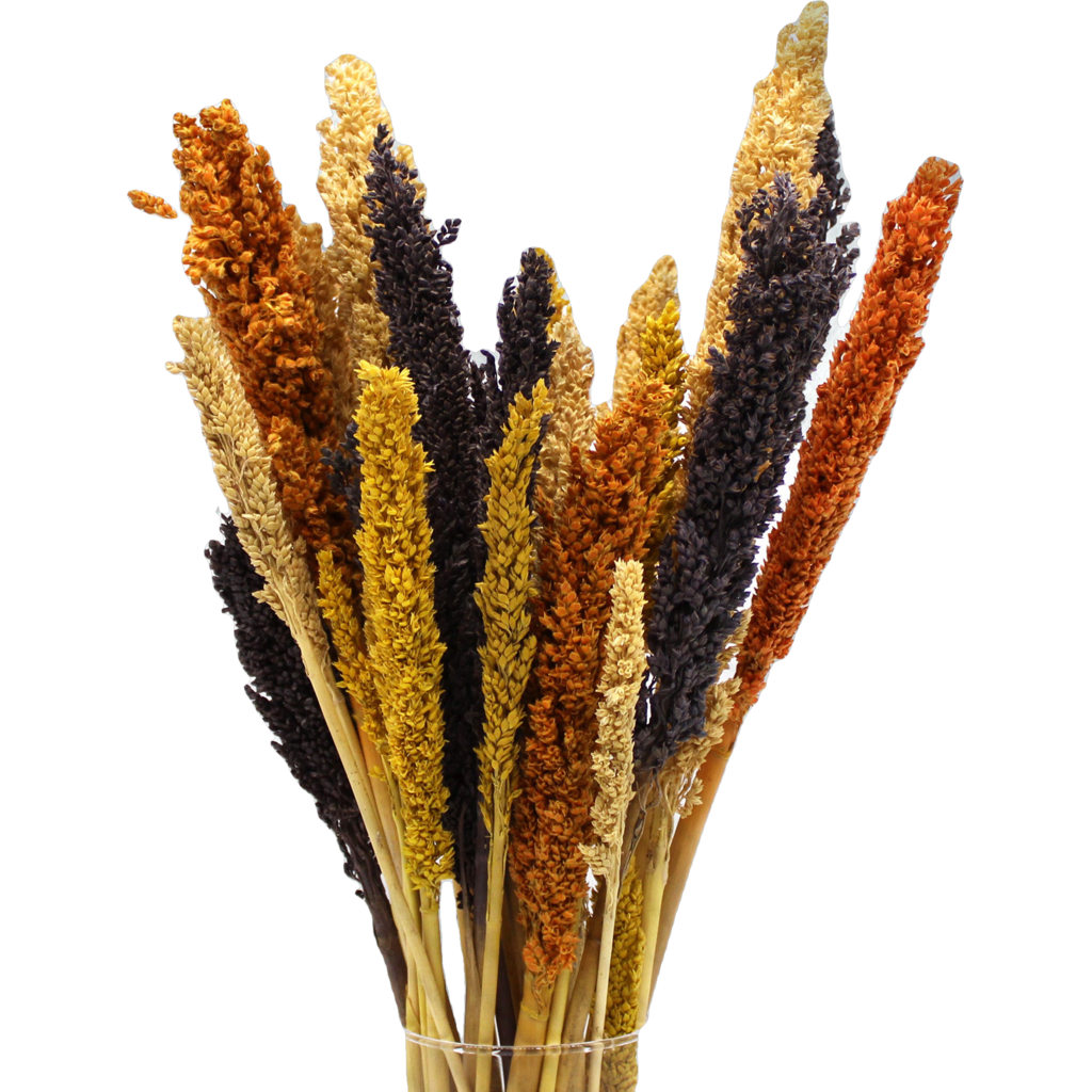 Emmy Jane BoutiqueCantal Sustainable Dried Grass Bunches 4 Colours Pack of 6